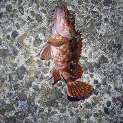 春イカを狙いに