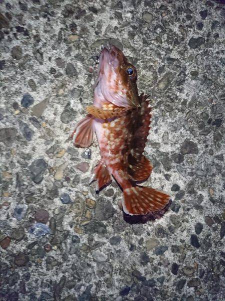 春イカを狙いに