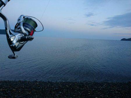 GWのコウイカは