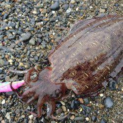 コウイカ絶好調