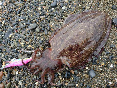 コウイカ絶好調