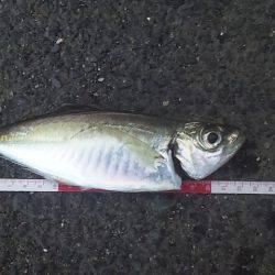 朝マズメ アジ調査