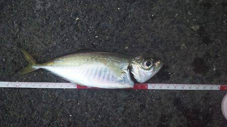 朝マズメ　アジ調査