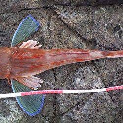 初釣果 海底を歩くヤツ