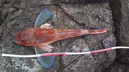 初釣果　海底を歩くヤツ