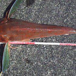 海底を歩くヤツ２