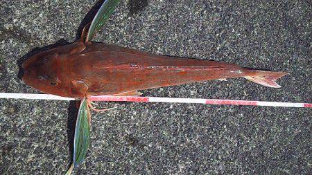 海底を歩くヤツ２