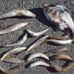 砂浜の女王降臨