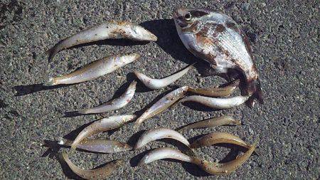 砂浜の女王降臨