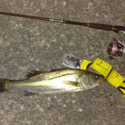 バチ抜けシーバス