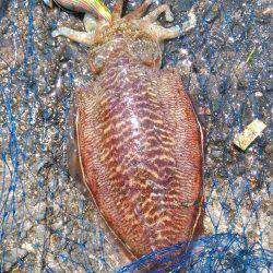 エギングでエソ