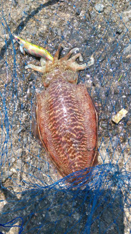 エギングでエソ