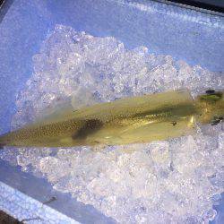 穴釣り、エギング