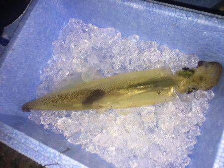 穴釣り、エギング