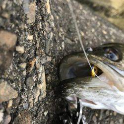 帰って来たあおのすけ