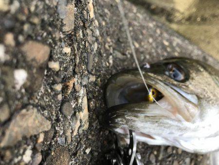 帰って来たあおのすけ