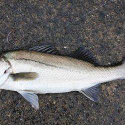 西宮浜 朝も活性良