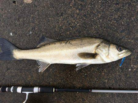 シーバス好調！！