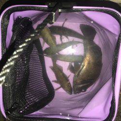 深夜のメバリング