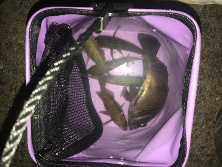 深夜のメバリング