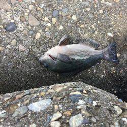 波止フカセ釣り