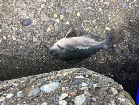 波止フカセ釣り