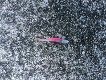 マイクロベイト