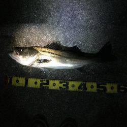 シーバスナイトゲーム