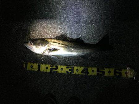 シーバスナイトゲーム