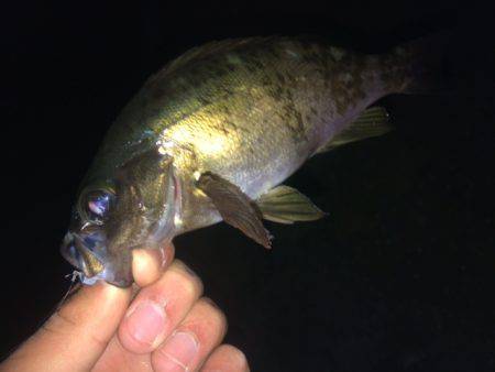 朝マズメに良型メバル