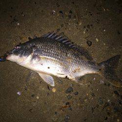 キビレ調査　ＮＯ，１５