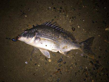 キビレ調査　ＮＯ，１５