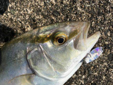 初シオ！ゲット！