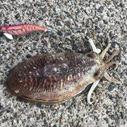 エリアに載ってない場所で