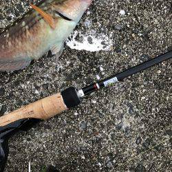 今年初メバリング