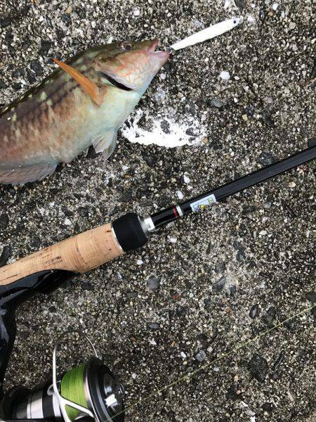 今年初メバリング