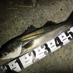 バチは、まだいけますねっ。