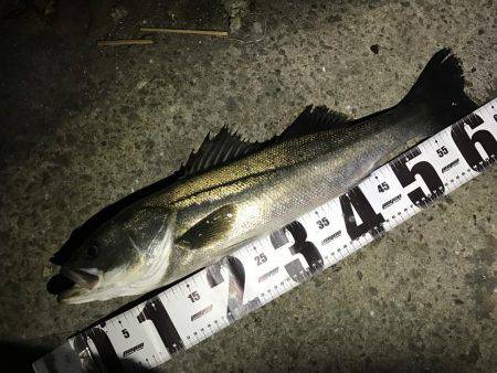 バチは、まだいけますねっ。