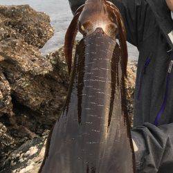 串本でエギング アオリイカ