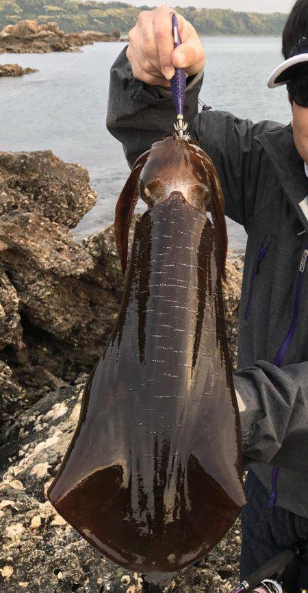 串本でエギング アオリイカ