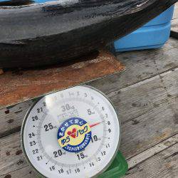 オフショアジギングでハガツオ、ハチビキ！