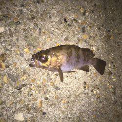 メバルが釣りたくて！