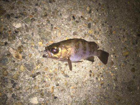 メバルが釣りたくて！