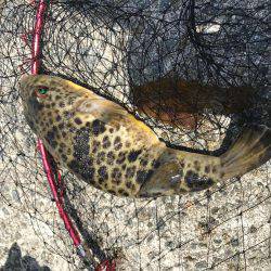 和田防フカセボラ！ボラ！ボラ！