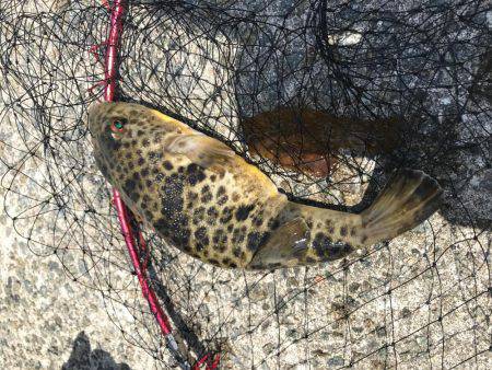 和田防フカセボラ！ボラ！ボラ！