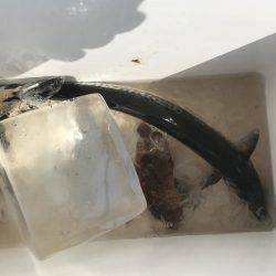 サゴシなんもか