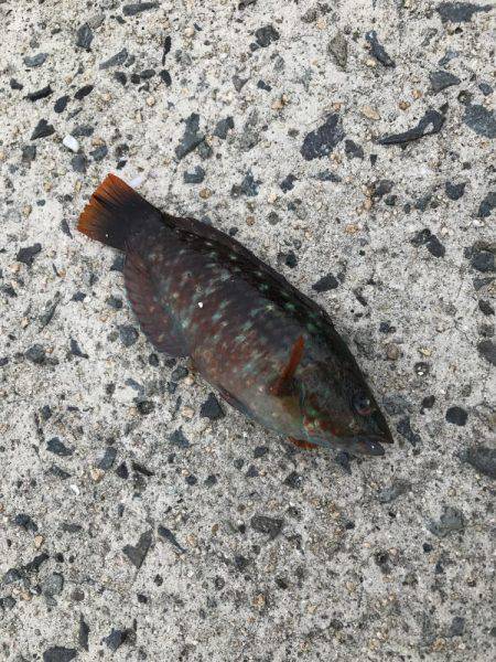 角島フカセ釣り！