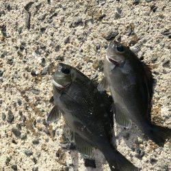 角島フカセ釣り撃沈。。。