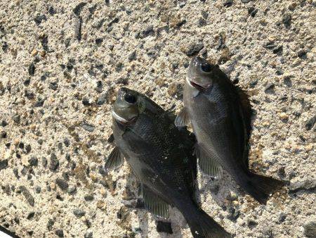 角島フカセ釣り撃沈。。。