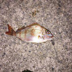 久しぶりの人工島